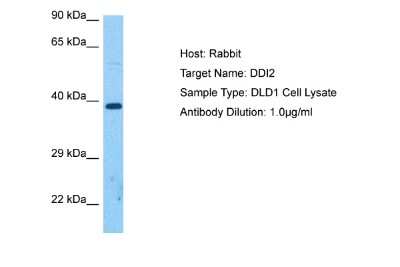 Western Blot: DDI2 Antibody [NBP2-87254]