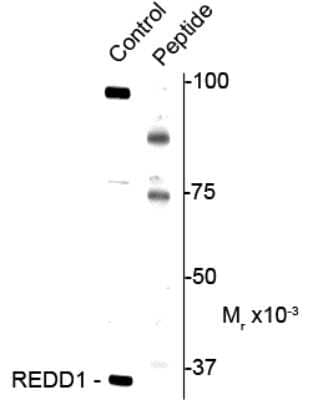 Western Blot: DDIT4 [p Thr23, p Thr25] Antibody [NBP2-29521]