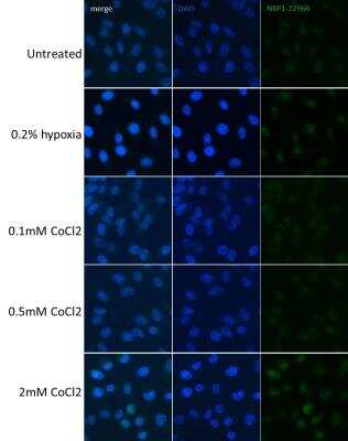 Immunocytochemistry/ Immunofluorescence: DDIT4 Antibody [NBP1-22966]