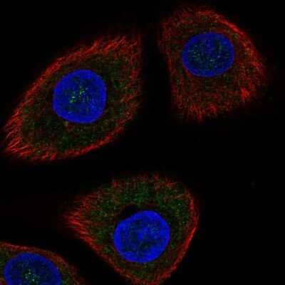 Immunocytochemistry/ Immunofluorescence: DDIT4 Antibody [NBP1-85211]