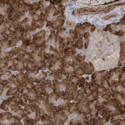 Immunohistochemistry-Paraffin: DDIT4 Antibody [NBP1-85211]