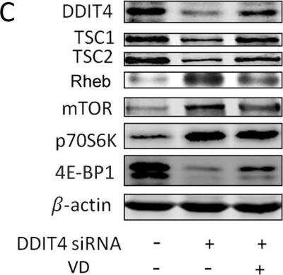 Knockdown Validated: DDIT4 Antibody - BSA Free [NBP1-77321]