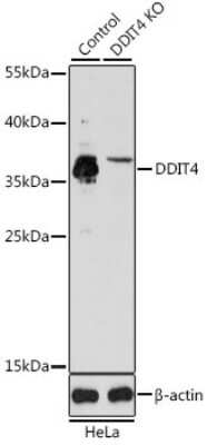 Knockout Validated: DDIT4 Antibody - BSA Free [NBP2-92942]