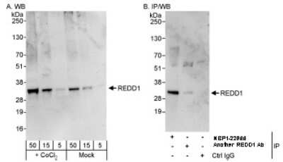Western Blot: DDIT4 Antibody [NBP1-22966]