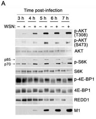 Western Blot: DDIT4 Antibody [NBP1-22966]