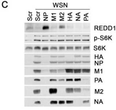 Western Blot: DDIT4 Antibody [NBP1-22966]