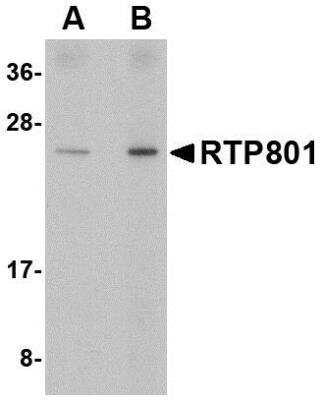 Western Blot: DDIT4 AntibodyBSA Free [NBP1-77321]