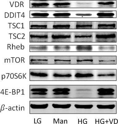 Western Blot: DDIT4 AntibodyBSA Free [NBP1-77321]