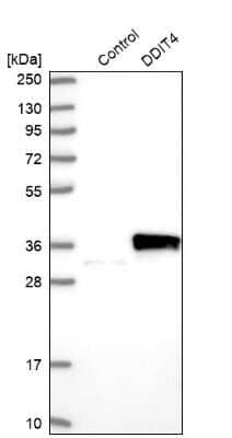 Western Blot: DDIT4 Antibody [NBP2-38208]