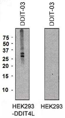 Western Blot: DDIT4L Antibody (DDIT-03) [NBP2-62218]