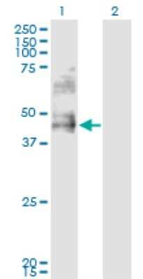 Western Blot: DDO Antibody (3F7) [H00008528-M09]