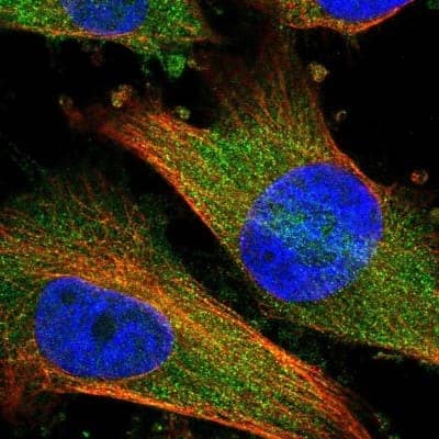 Immunocytochemistry/ Immunofluorescence: DDO Antibody [NBP2-32684]