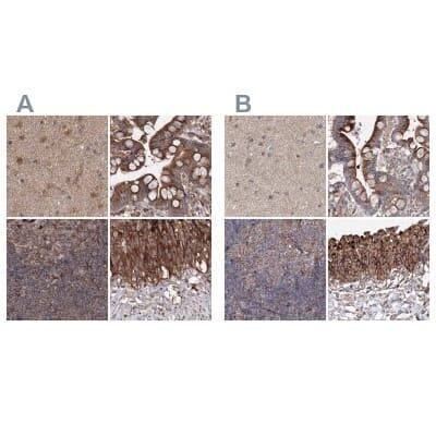 Immunohistochemistry-Paraffin: DDO Antibody [NBP1-85884]