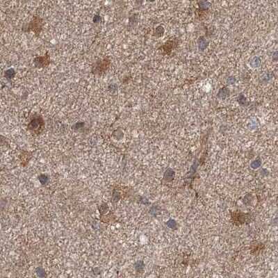 Immunohistochemistry-Paraffin: DDO Antibody [NBP1-85884]