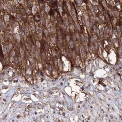 Immunohistochemistry-Paraffin: DDO Antibody [NBP1-85884]