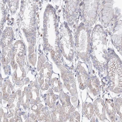 Immunohistochemistry-Paraffin: DDO Antibody [NBP2-32684]