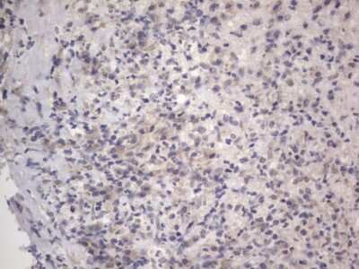 Immunohistochemistry: DDOST Antibody (OTI2B4) [NBP2-46439]
