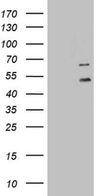 Western Blot: DDOST Antibody (OTI2B4) [NBP2-46439]