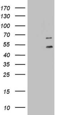 Western Blot: DDOST Antibody (OTI2B4)Azide and BSA Free [NBP2-70561]