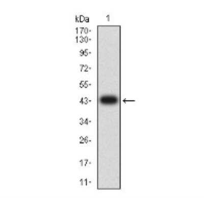 Western Blot: DDR1 Antibody (4F2C12)BSA Free [NBP2-61692]