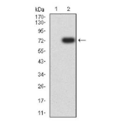 Western Blot: DDR1 Antibody (4F2C12)BSA Free [NBP2-61692]