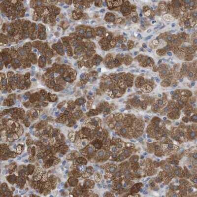 Immunohistochemistry-Paraffin: DDRGK1 Antibody [NBP1-88308]