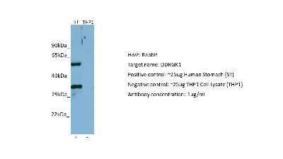 Western Blot: DDRGK1 Antibody [NBP2-87256]