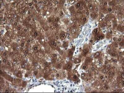 Immunohistochemistry: DDT Antibody (OTI1H3) [NBP2-45677]