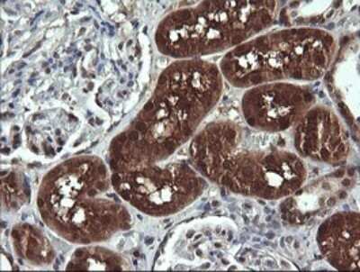 Immunohistochemistry: DDT Antibody (OTI1H3) [NBP2-45677]