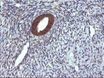 Immunohistochemistry: DDT Antibody (OTI1H3) [NBP2-45677]