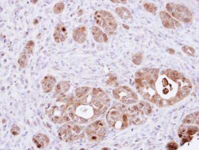Immunohistochemistry-Paraffin: DDT Antibody [NBP1-33461]