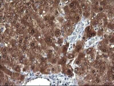 Immunohistochemistry: DDT Antibody (OTI1H3) - Azide and BSA Free [NBP2-70562]