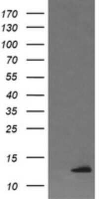 Western Blot: DDT Antibody (OTI1H3)Azide and BSA Free [NBP2-70562]