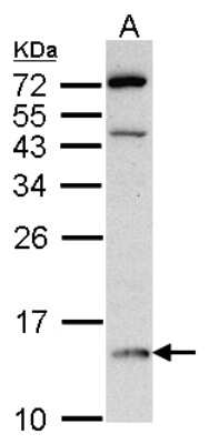 Western Blot: DDT Antibody [NBP1-33461]