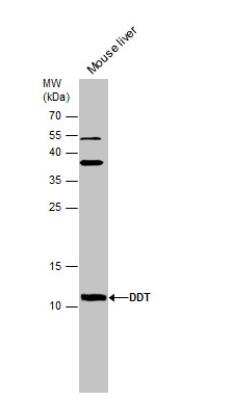 Western Blot: DDT Antibody [NBP1-33461]