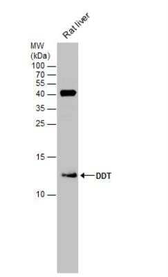 Western Blot: DDT Antibody [NBP1-33461]