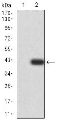 Western Blot: DDX1 Antibody (3E5B2)BSA Free [NBP2-61744]