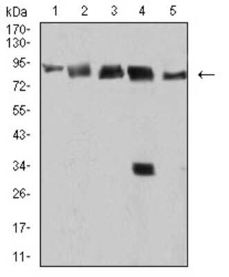 Western Blot: DDX1 Antibody (3E5B2)BSA Free [NBP2-61744]