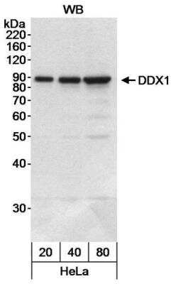 Western Blot: DDX1 Antibody [NB200-348]