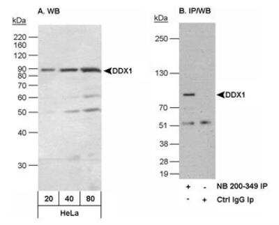 Western Blot: DDX1 Antibody [NB200-349]