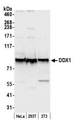 Western Blot: DDX1 Antibody [NB200-349]