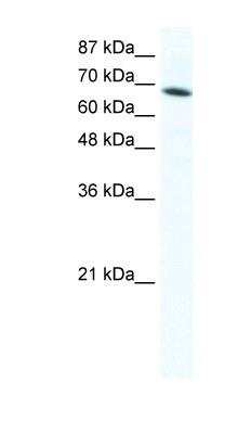 Western Blot: DDX1 Antibody [NBP1-57379]