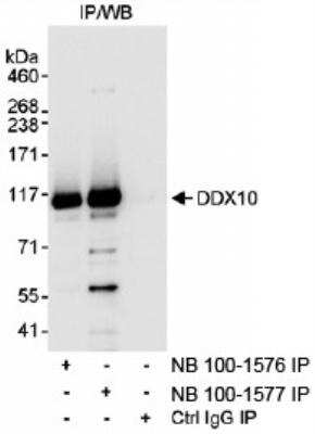 Immunoprecipitation: DDX10 Antibody [NB100-1576]