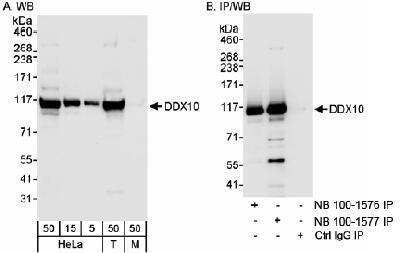 Western Blot: DDX10 Antibody [NB100-1577]