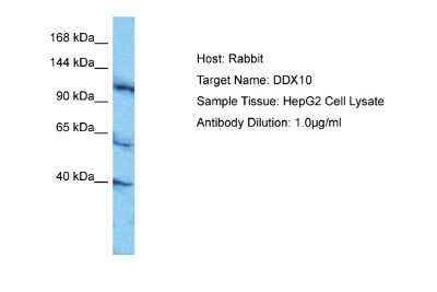 Western Blot: DDX10 Antibody [NBP2-87258]