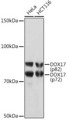 Western Blot: DDX17 Antibody (2U1P0) [NBP3-16607]