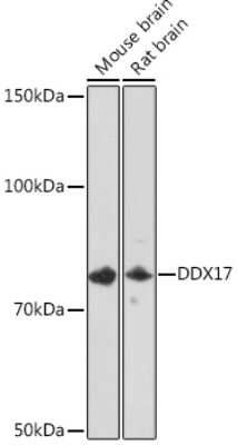 Western Blot: DDX17 Antibody (2U1P0) [NBP3-16607]