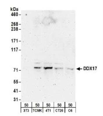 Western Blot: DDX17 Antibody [NB200-352]