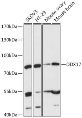 Western Blot: DDX17 AntibodyAzide and BSA Free [NBP2-92878]