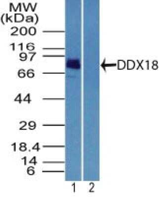 Western Blot: DDX18 Antibody [NBP2-27353]